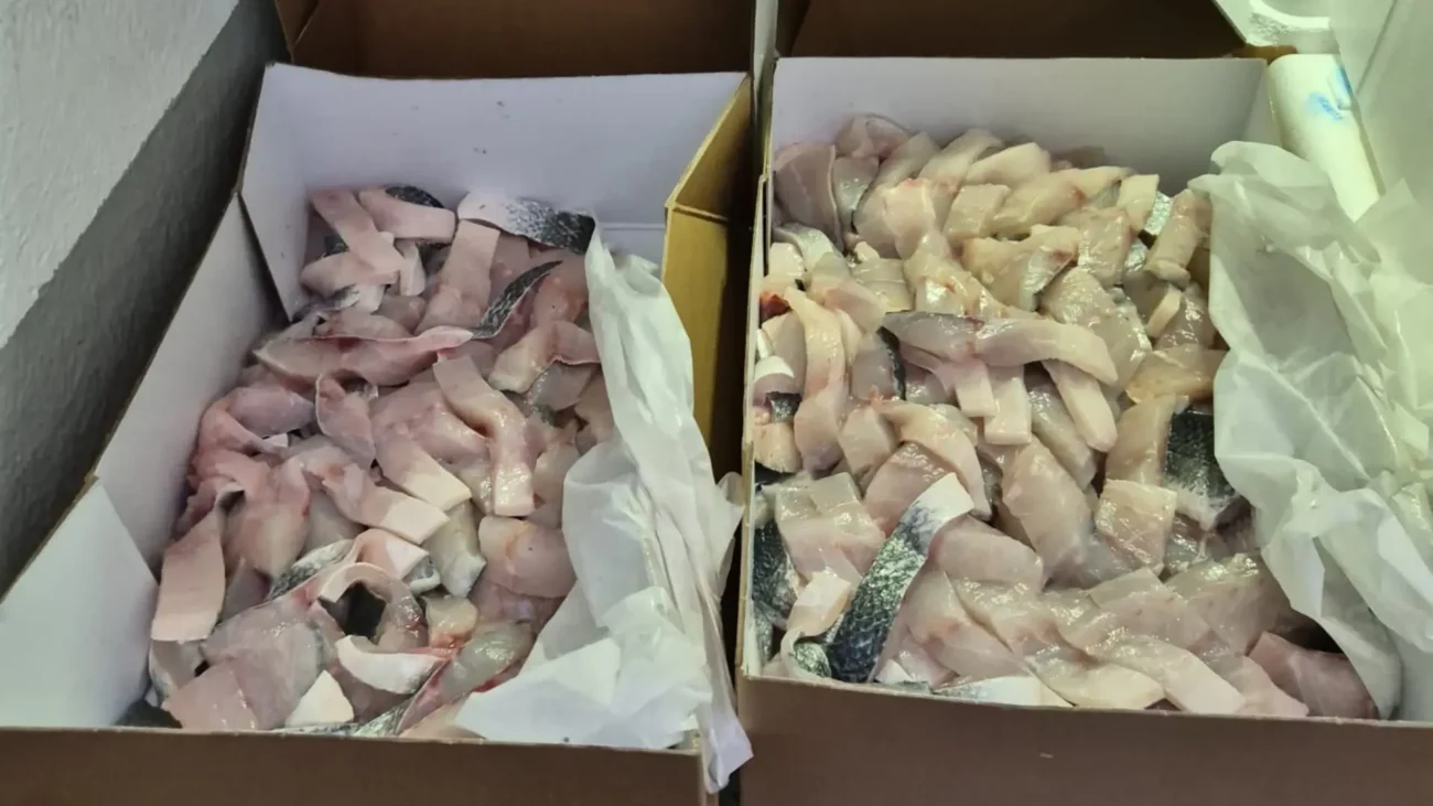 Boxes filled with fresh cut seabass fish pieces, prepared and ready for packaging or distribution, showcasing their clean and high-quality preparation.