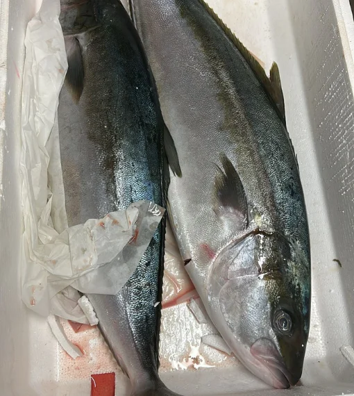 Fishmonger London 9 Whole Yellowtail Hamachi Kingfish (Hiramasa) Delivery