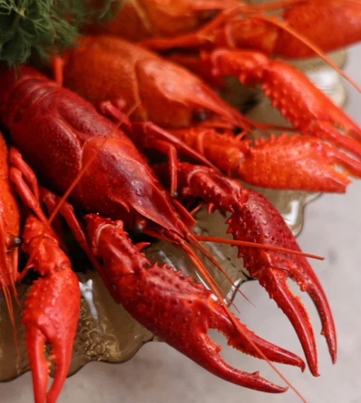 Lobsters B