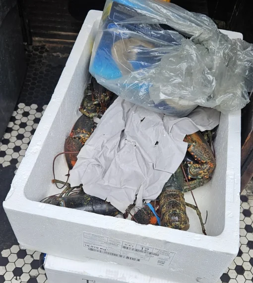 Fishmonger London 18 Live Lobsters Delivery